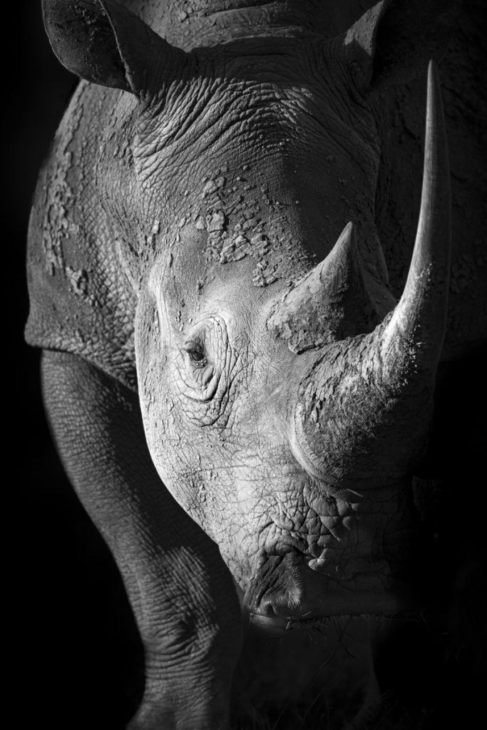 A rhinoceros photographed in the wild in black and white