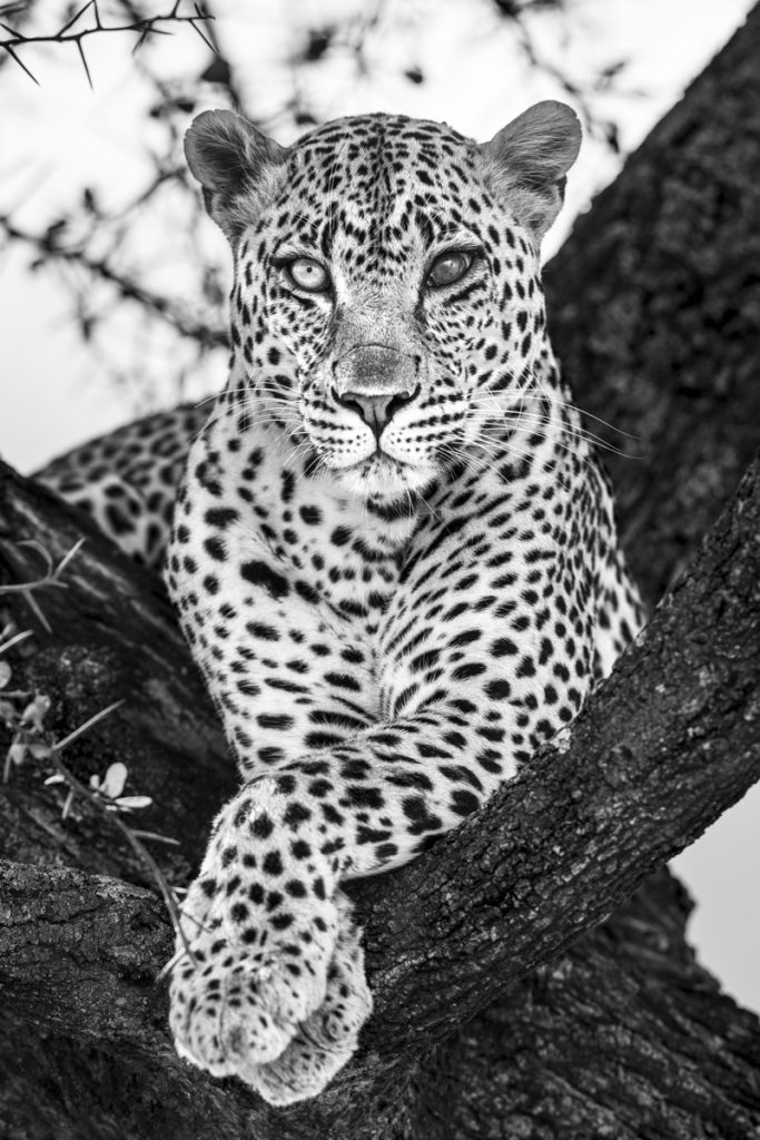 A leopard with a cloudy eye sitting in a tree with its paws crossed