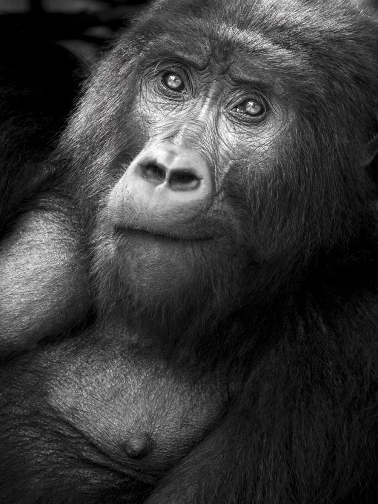 A pensive gorilla