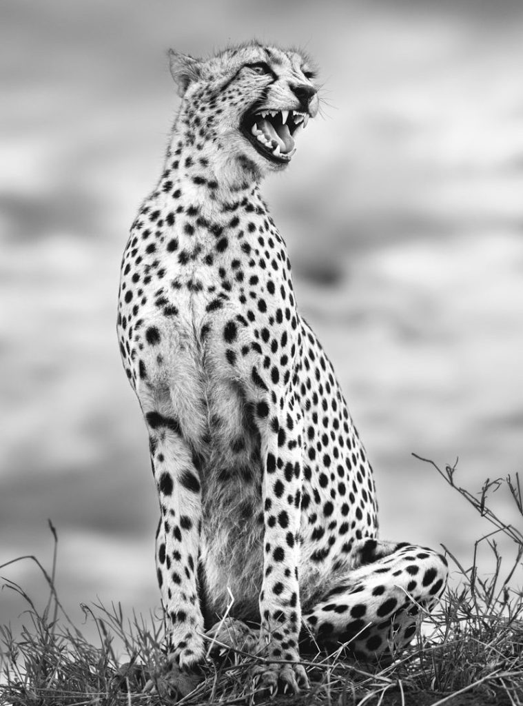 Cheetah baring its teeth
