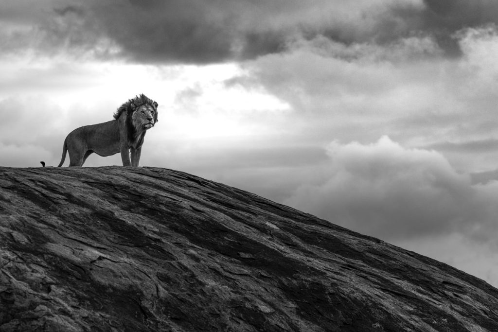 Pride lion standing on a rock