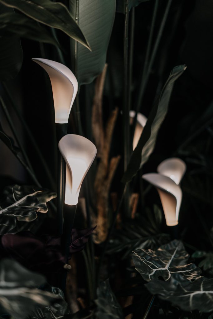 Bloom lighting / Photography by Diana Iskander