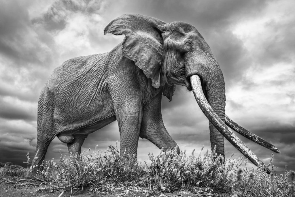 Elephant in the wild
