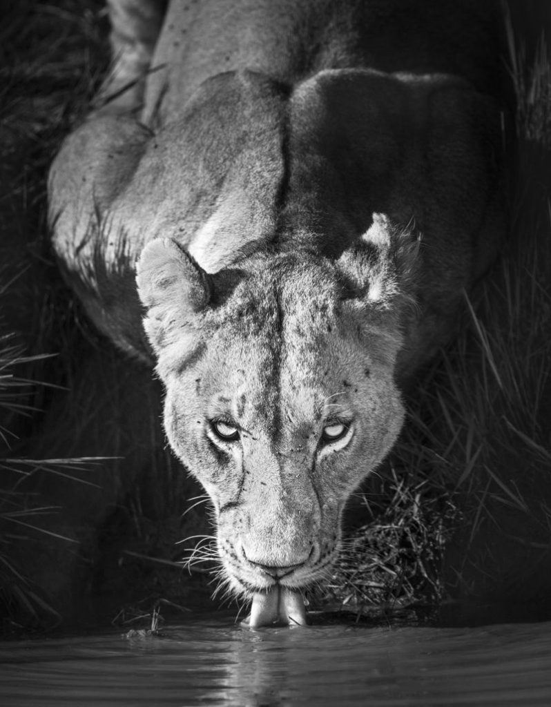 Lioness drinking from a river in the wild