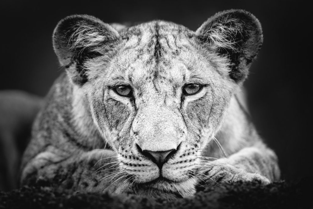 Portrait of a lioness looking at the camera