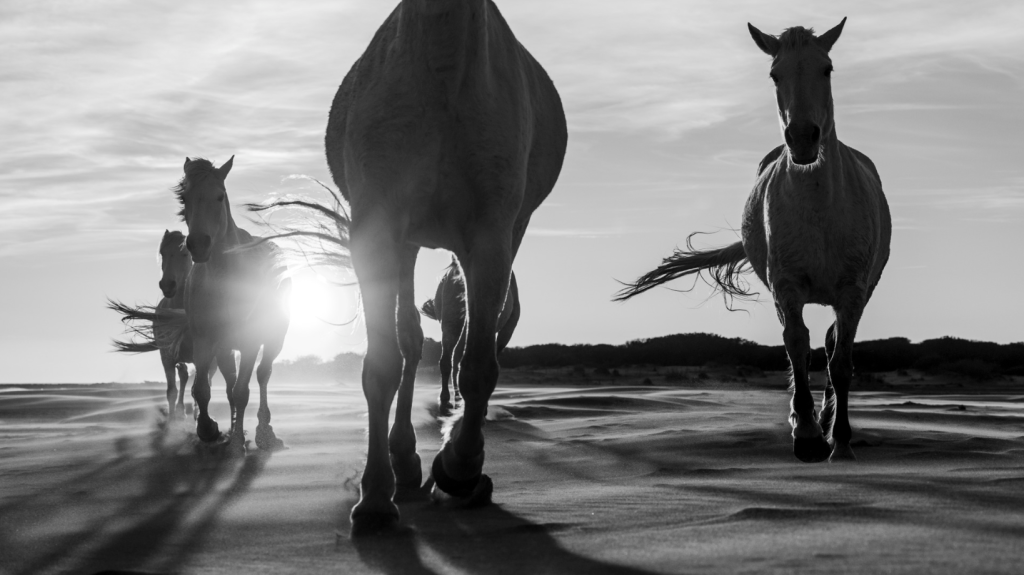 Photo by Johan Siggesson