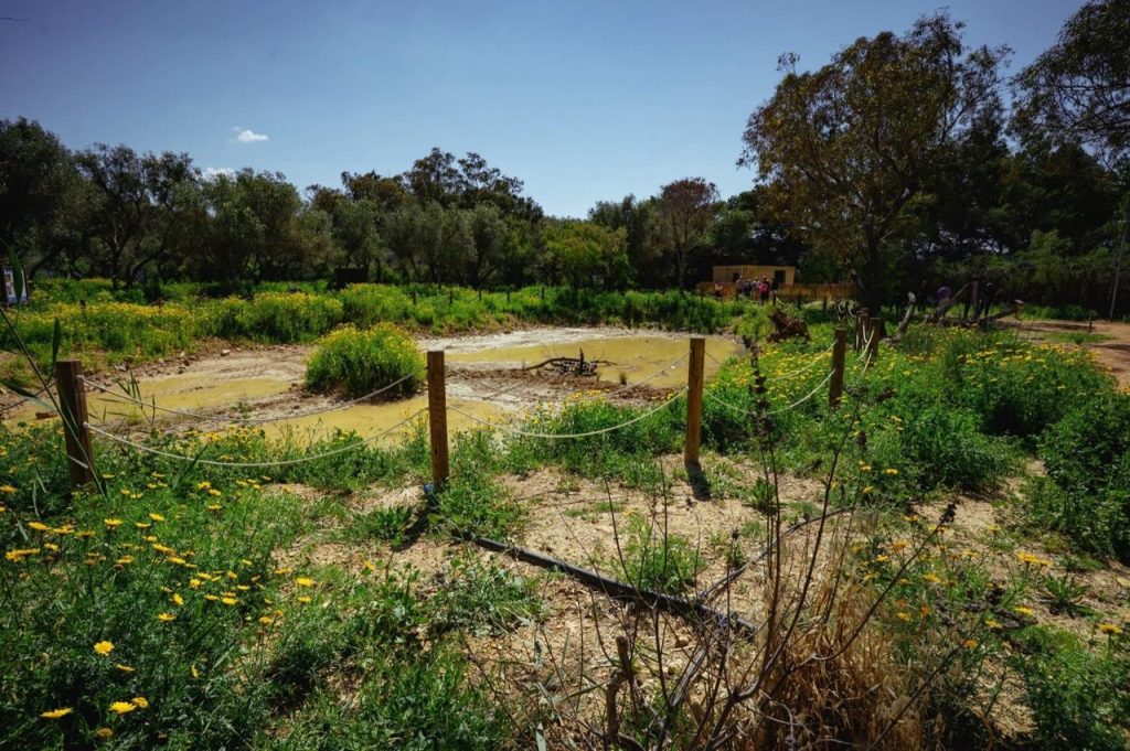Photography: Project Green